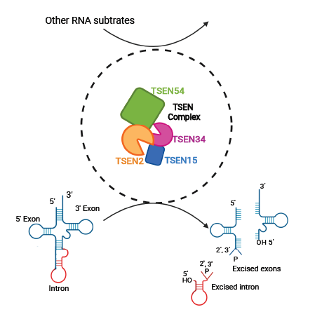 graphic showing TSEN complex processes tRNAs and other substrates from the cited paper